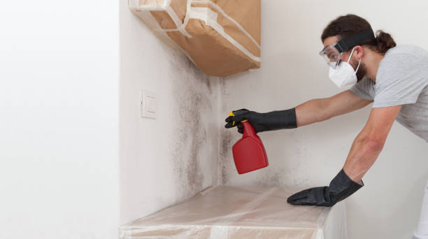 Professional Attic Mold Removal technician working in Clayton, NJ