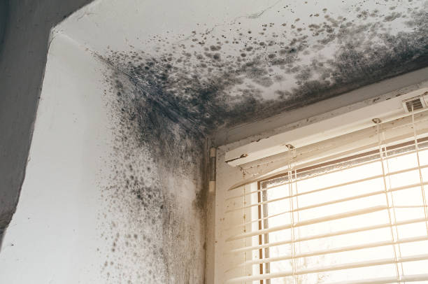 Affordable Attic Mold Removal solutions in Clayton, NJ